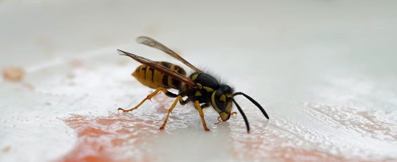Biodiversity on the Edge: What Can We Do to Protect It?